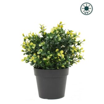 Kunstplant Buxus geel in pot 19 cm UV (voor binnen en buiten)
