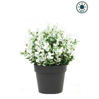 Kunstpflanze Buxus Weiss im Topf 19 cm UV