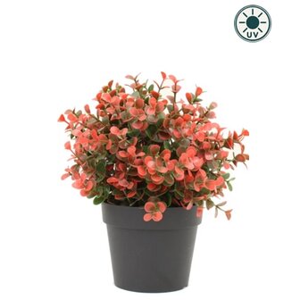 Kunstplant Buxus rood in pot 