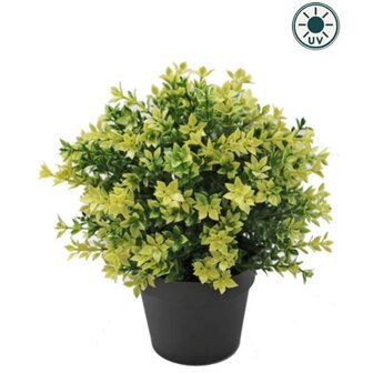 Kunstplant Buxus geel 22cm UV - voor binnen en buiten