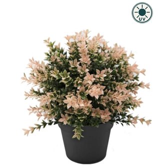 Kunstplant Buxus roze 22cm UV