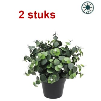 Kunstplant Eucalyptus wit 22cm UV - voor binnen en buiten (2 stuks)