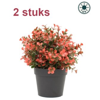 Kunstplant Buxus rood 19cm UV - voor binnen en buiten (2 stuks)