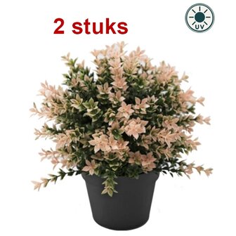 Plante artificielle Buxus rose 22cm UV - pour int&eacute;rieur et ext&eacute;rieur