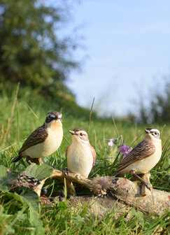 Goebel - Vogels | Decoratief beeld Vogel van het Jaar 2023 - Paapje | Porselein - 9cm