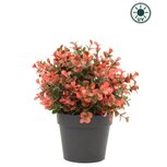 Kunstplant Buxus rood in pot 19 cm UV (voor binnen en buiten) Kunstplant Buxus rood in pot 19 cm UV (voor binnen en buiten)