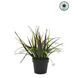 Kunstplant Grasplant in pot 26 cm UV - voor binnen en buiten Kunstplant Grasplant in pot 26 cm UV - voor binnen en buiten