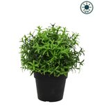 Kunstplant Kruiden in pot 21cm UV - voor binnen en buiten Kunstplant Kruiden in pot 21cm UV - voor binnen en buiten