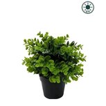 Kunstplant Groen in pot 22cm UV - voor binnen en buiten Kunstplant Groen in pot 22cm UV - voor binnen en buiten