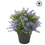 Kunstplant Buxus paars 22 cm UV - voor binnen en buiten Kunstplant Buxus paars 22 cm UV - voor binnen en buiten
