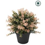 Kunstplant Buxus roze 22cm UV - voor binnen en buiten Kunstplant Buxus roze 22cm UV - voor binnen en buiten
