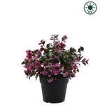 Kunstplant Eucalyptus paars in pot 22cm UV - voor binnen en buiten Kunstplant Eucalyptus paars in pot 22cm UV - voor binnen en buiten